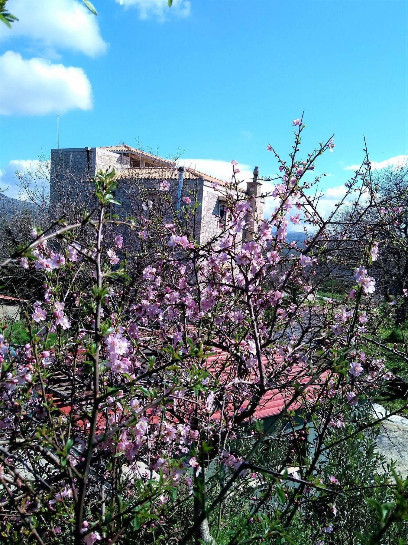 Villa Ermis - The Cretan Castello Kástellos Eksteriør bilde